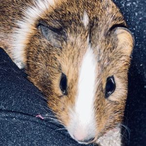 Meet your Posher, Paige